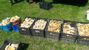 Грибное место. Часть 2.