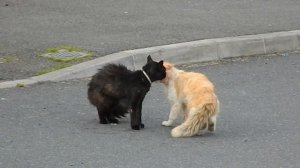 Коты дерутся на улице Боевые коты