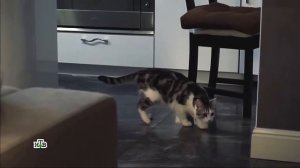 Какие запахи не любят домашние кошки?