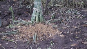 Готовим нашу юкку к нашей зиме