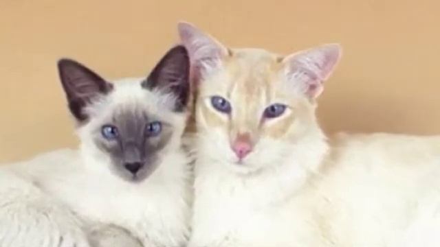 Балинезийская кошка / Балийская / Балинез | Описание характера и породы кошек смотреть онлайн