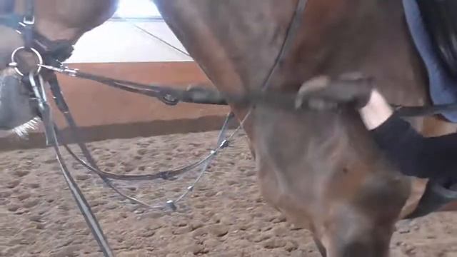 Как размять лошадь при помощи седла и развязок смотреть онлайн