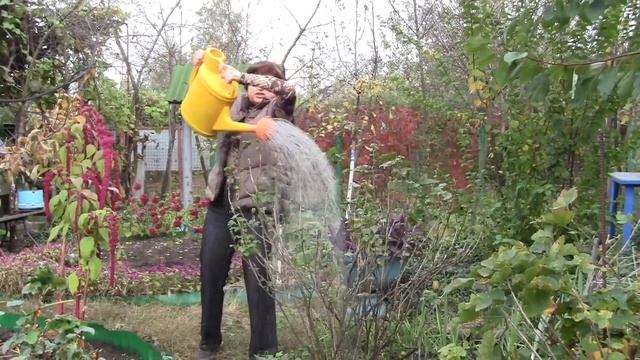 Применение фитоспорина осенью смотреть онлайн