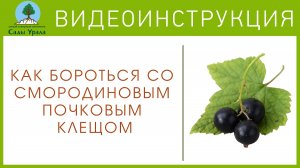 Как бороться со смородиновым почковым клещом?