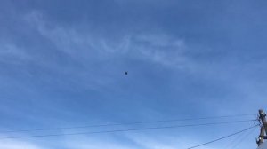 Голуби, элитная порода, николаевские торцовые