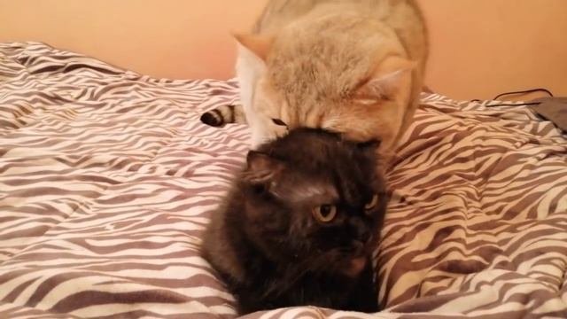Вязка,шоколадная с золотым котом чемпионом.