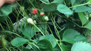 38/20Обзор нового сорта клубники ВЕНДИ. Проверка клубники на Brix%.