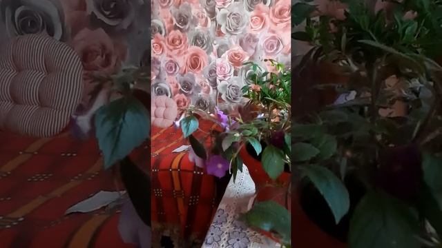 " ЭДЕМСКИЙ САД " : АХИМЕНЕС В ЦВЕТУ - КАКОЕ ЧУДО !!! смотреть онлайн