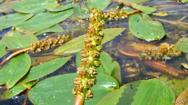 Как поймать линя. Снасть, прикормка, наживка. смотреть онлайн