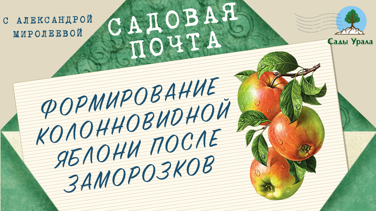 Садовая почта: Формирование колонновидной яблони после заморозков. Выпуск 19