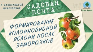 Садовая почта: Формирование колонновидной яблони после заморозков. Выпуск 19