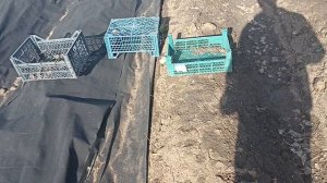 Грядки 12.04.2024