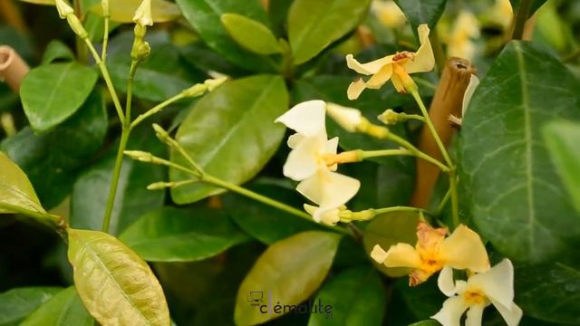 Jasmin étoilé asiaticum by clematite.net - Spécialiste des plantes de jardin смотреть онлайн