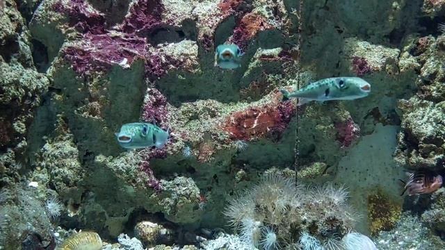 RHODES, AQUARIUM & MUSEUM смотреть онлайн