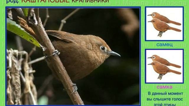 Крапивник. 5 часть. Голоса птиц