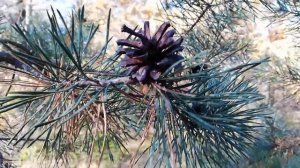 Сосновые шишки осенью. #лес #осень