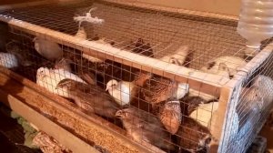 Крик перепелов ???