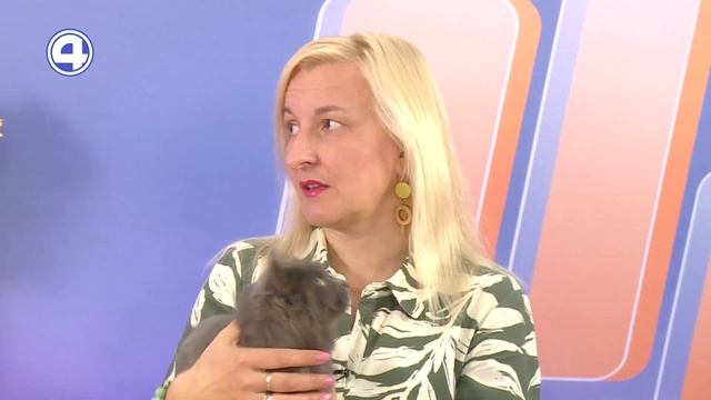 НАЙДЕНА КОШКА ДЫМЧАТОГО ЦВЕТА! Ищем хозяев. Благотворительный фонд "Зоозащита". Анна Вайман 29.05.2