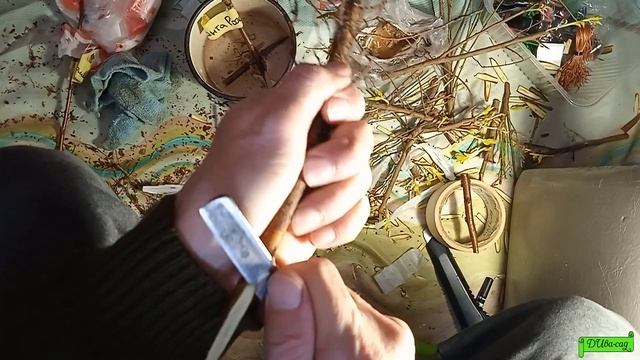 Зимняя прививка... прививаем сливу на алычу, Астрахань 2022г.