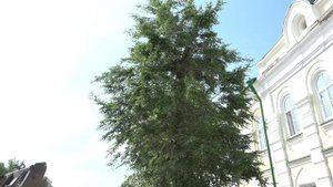 В Оренбурге специалисты обследуют деревья и оценивают их жизнеспособность