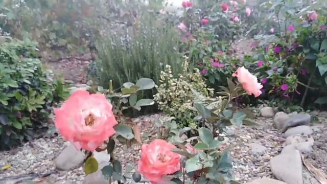 Роза Набила. Nabila rose. Октябрь 2020. October 2020 смотреть онлайн