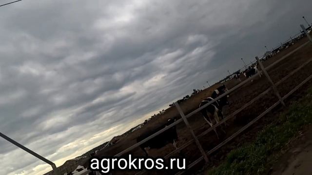 7000 голов племенных нетелей молочной породы в продаже. смотреть онлайн