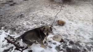 Венгерская пуховая Мангалица зимой // Как свиньи переносят сильные крещенские морозы // Вовкин Двор