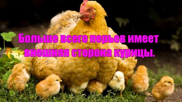 8 СЛОЖНЫХ ЗАГАДОК С ПРОСТЫМ ОТВЕТОМ смотреть онлайн