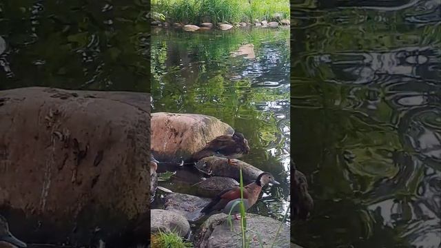 Switzerland, Martigny ?? / Suisse, Valais / Швейцария, Мартиньи #shorts #short #lake #duck #nature