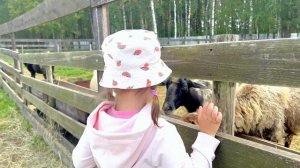 Знакомство с овечками и козочками