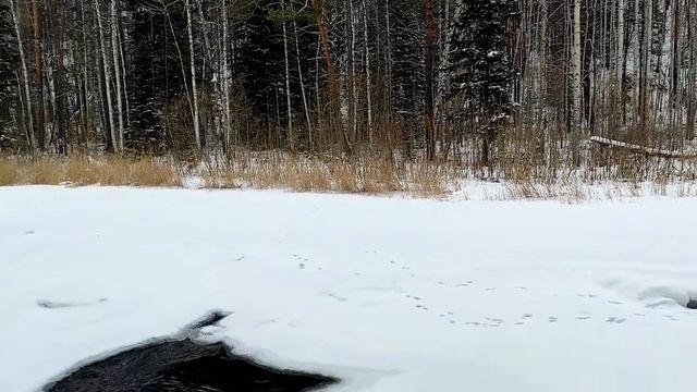 Прогулка по зимней реке. Тайга. Сибирь. р. Рыбная Красноярский край.