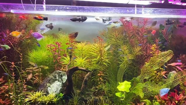 кормление рыб смотреть онлайн