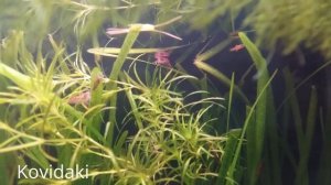 Домашний аквариум с рыбками и креветками