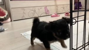 Чихуахуа Лиза. 1,5 месяца