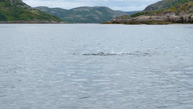 Ловим морскую форель - seatrout. Даже на Камчатке не бывает столько рыбы! Где-то на Кольском...