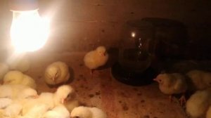 Суточные бройлеры,выпойка кормление