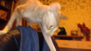 Смешные котики сфинксы