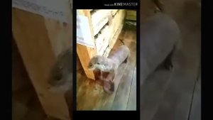 Музей природы. Синевирская поляна. #Синевир