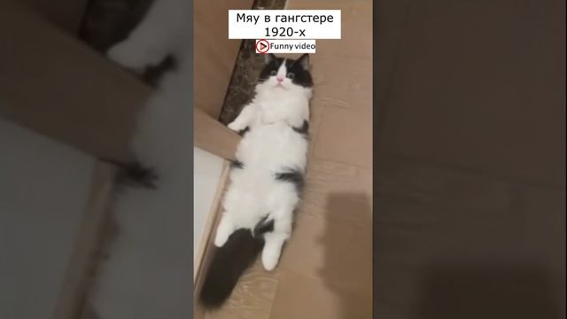 Приколы с котами! Смешные коты СМЕШНЫЕ ЖИВОТНЫЕ 2023! приколы с животными.#16