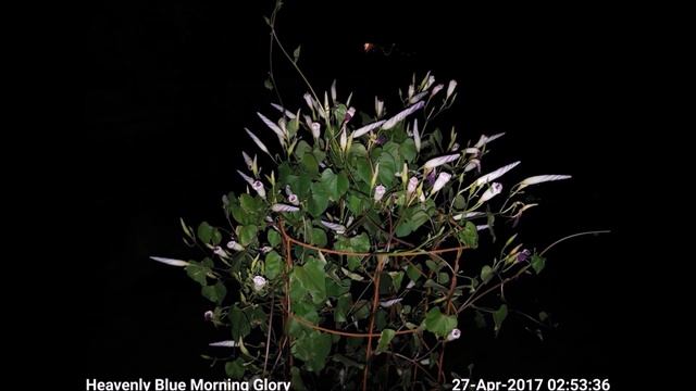 Heavenly Blue Morning Glory Blooming Time-Lapse смотреть онлайн