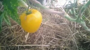 Обзор томатов. Желтая империя F1