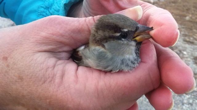 Влог я поймал воробья смотреть онлайн