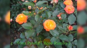 Rose Rumba (Роза Румба)