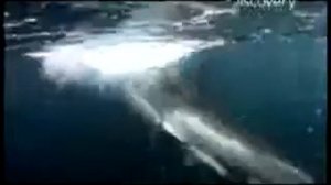 ТОП 10 самых жестких нападений акул