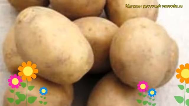 Картофель семенной Юбилей Жукова. Краткий обзор, описание характеристик, где купить картофель смотреть онлайн