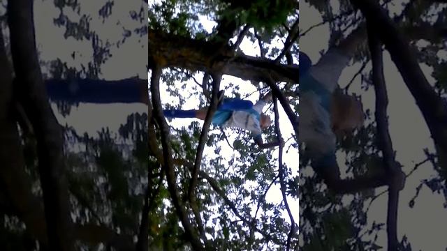 Зацеп на дереве смотреть онлайн