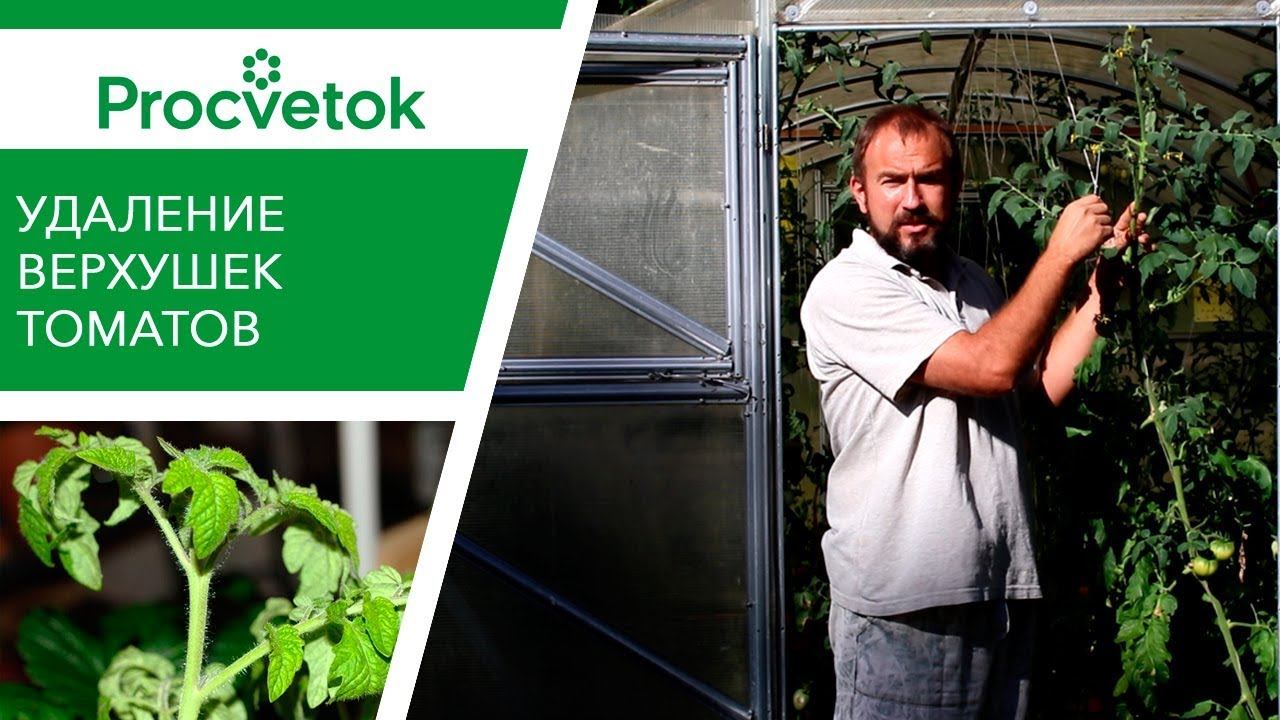 Прием для ВКУСНЫХ СЛАДКИХ ТОМАТОВ в открытом и закрытом грунте