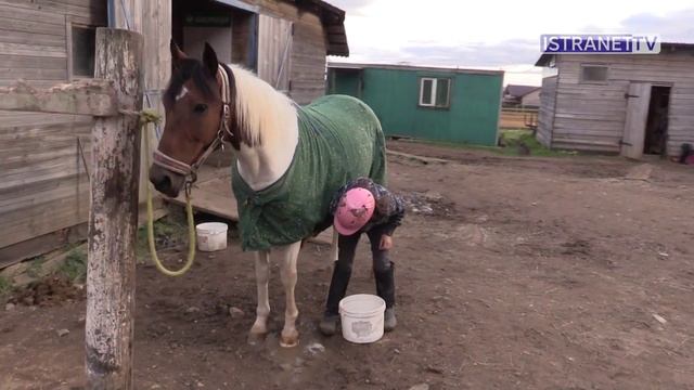 Как живут фермеры Истринского района. 4 факта об удивительных лошадях смотреть онлайн
