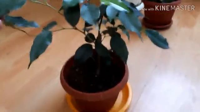 Шефлера после обрезки.Мои комнатные цветы.