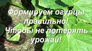 80. ОГУРЦЫ - правильное формирование куста, чтобы не потерять урожай!